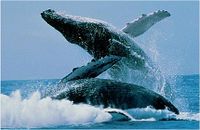 two-humpback-whales-breaching